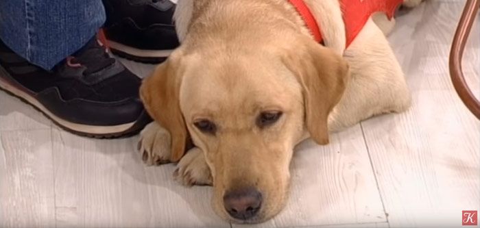 Правила жизни о собаках-поводырях