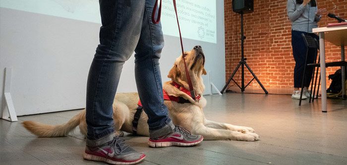 Будьте рады собакам-поводырям