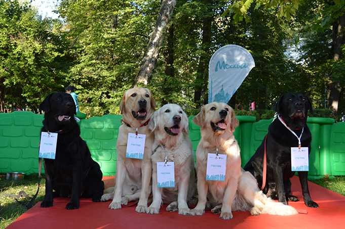 Собаки-терапевты