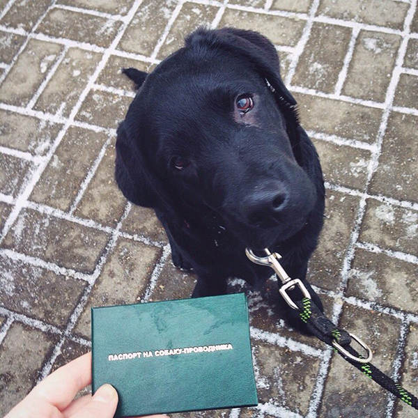 Хельга и паспорт собаки-проводника