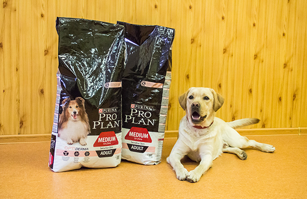 Бренд Purina и собака-поводырь