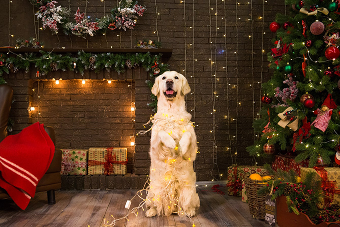 Поводырь и новый год