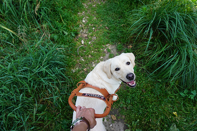 сколько стоит собака поводырь