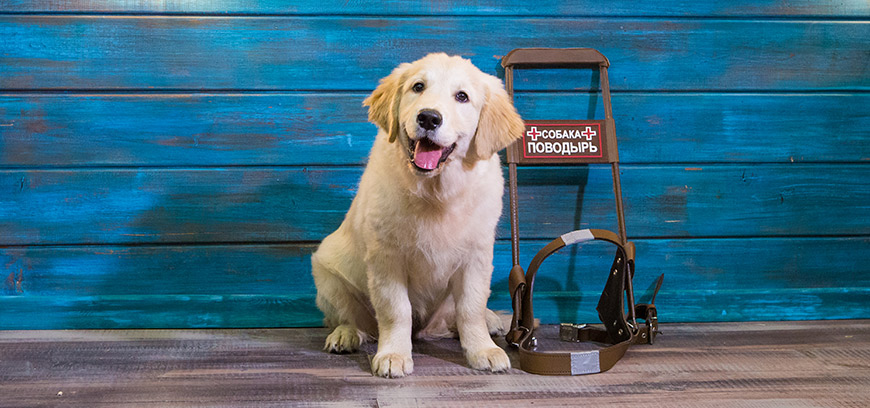 Грант Мэра Москвы