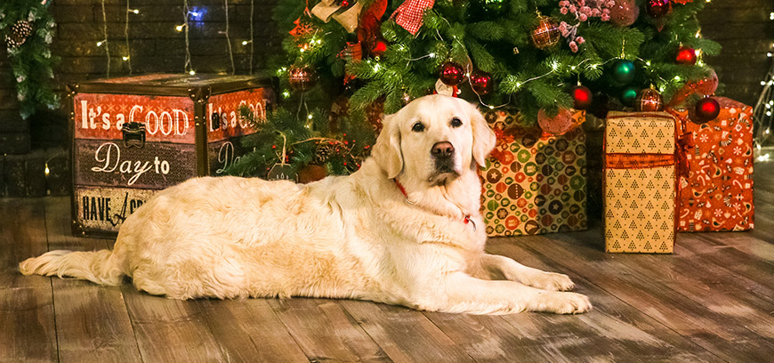 Итоги новогодней акции «Подарки для собак-поводырей»