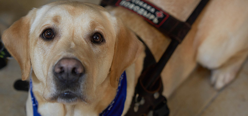 кофейни, в которых рады собакам-поводырям