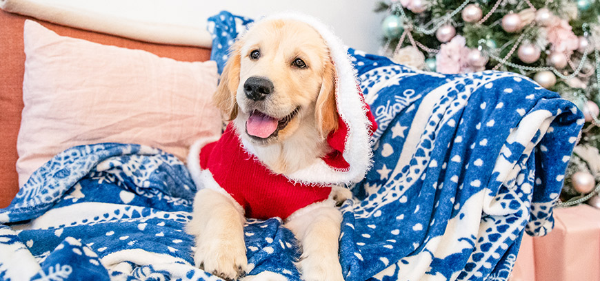 Щенки особого назначения