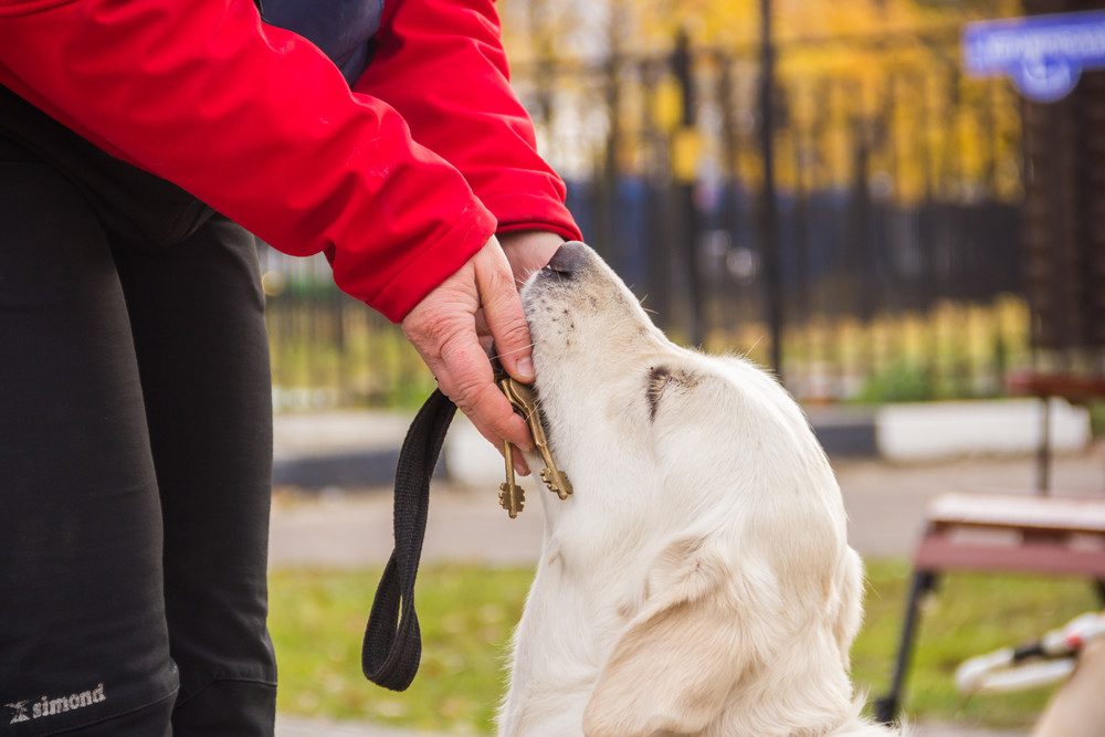 Поводырь подаёт ключи тренеру