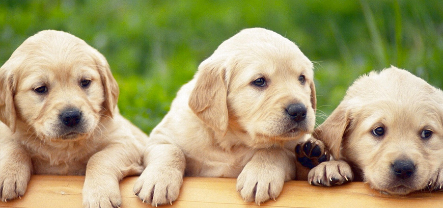 Покупка собак