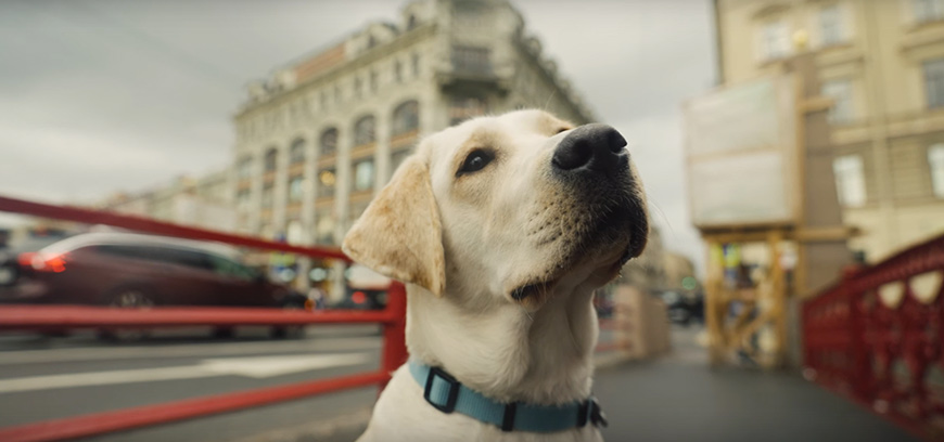 ВКонтакте и Собаки-помощники