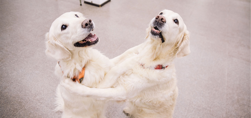 Поддержка Фонда президентских грантов