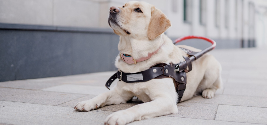 Собака-поводырь