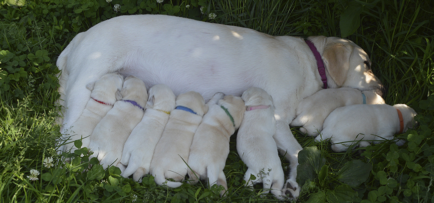 Наши особенные щенки